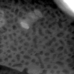 09022020AV