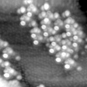m15501_ori