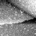 m31421_ori